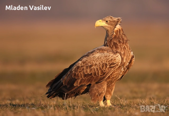 Дигитални авторски фотографии на природа(птици, бозайници, пеперуди, влечуги, земноводни и др.), снимка 6 - Други - 53943304