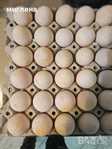 Продавам яйца от Каки Кембъл