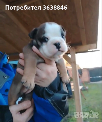 Английски булдог, снимка 3 - Английски булдог - 53704609