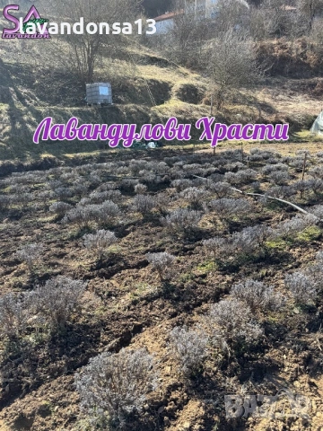🪻 Разсад Лавандула Севтополис и Лавандин | Туфички и Оформени храсти, снимка 10 - Други - 35959231