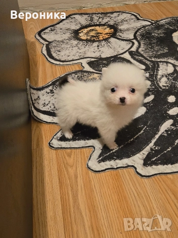 померан мини мини шпиц