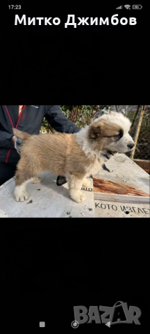 Кавказки вълкодави , снимка 3 - Други - 52867966