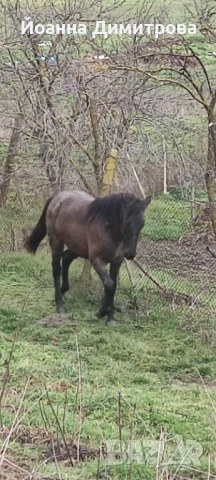 Продавам две годишна кобила, снимка 2 - Коне - 53494251