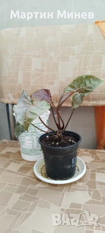 Сингониум (Syngonium) «Maria Allusion» , снимка 2 - Стайни растения - 54243956