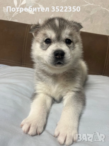 Бебета порода сибирско хъски –  за резервации , снимка 5 - Хъски - 53287534