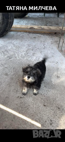 Куче Миниатюрен шнауцер, снимка 2 - Други - 53368645