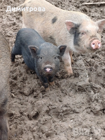 Разменям виетнамски прасета за други животни или зърно, снимка 7 - Прасета - 52406042