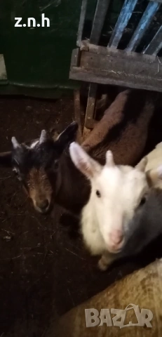 Продавам ярета