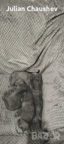 Британски късокосмести , снимка 5 - Британска късокосместа - 53130594