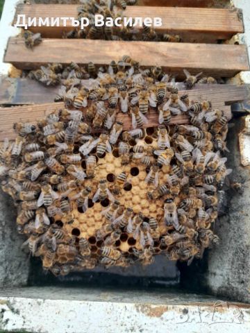 Промоция на пчелни майки - 20 лв., снимка 2 - За пчели - 45081439