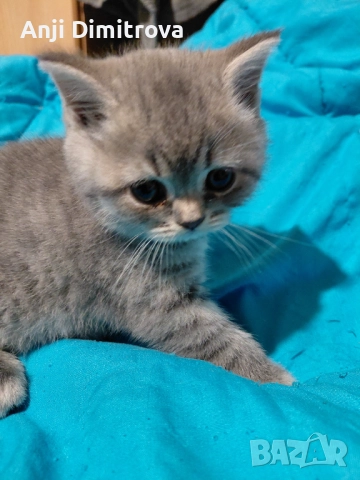 Британска късокосместа., снимка 15 - Британска късокосместа - 52314419