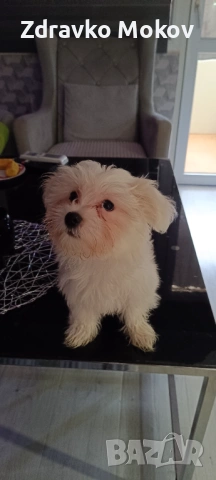 малтийска болонка, снимка 2 - Болонка - 53930587