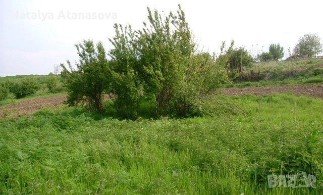 Парцел за продажба в Дряновец, област Добрич, снимка 4 - Парцели - 53656583