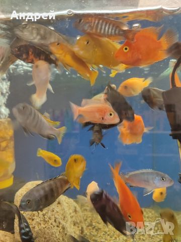 Малавийски цихлиди, снимка 2 - Рибки - 45448068