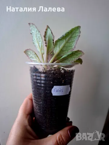 Eписция, episcia Silver Skies, снимка 2 - Стайни растения - 48796472