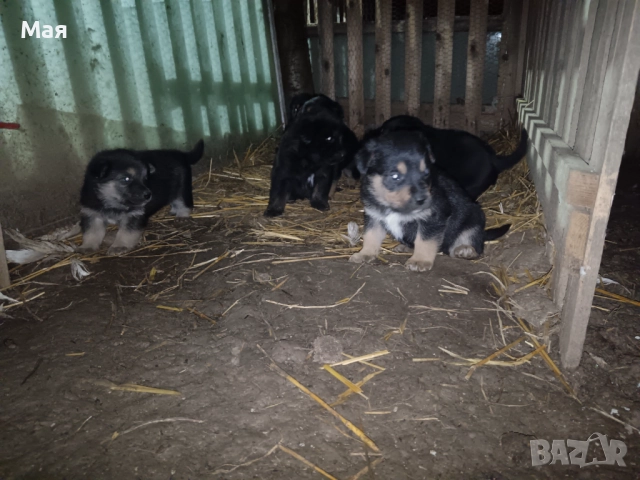 Бебета копойчета, снимка 6 - Други - 52566062