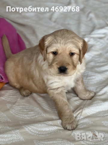 Чистокръвни кученца Голдън Ретривър, снимка 3 - Голдън ретривър - 52903378