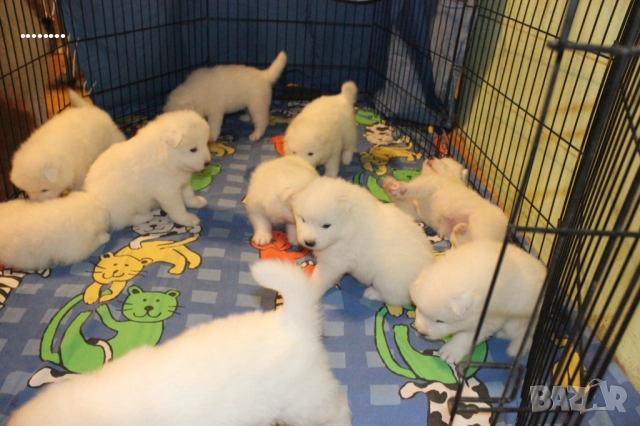 Самоед бебета, снимка 3 - Самоед - 51998559