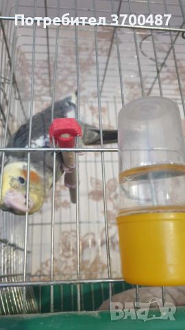 ръчно хранени папагали