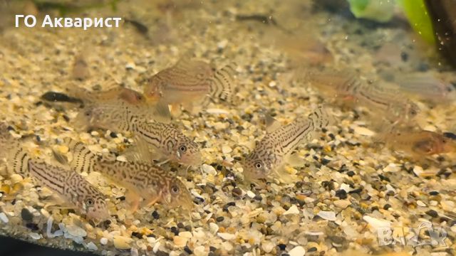 Коридорас Щербай / Corydoras Sterbai, снимка 5 - Рибки - 45625503