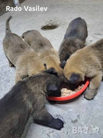 Малиноа си търсят нов дом, снимка 8 - Други животни - 54240140