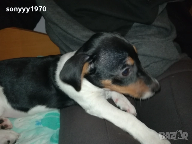 КУТРЕ//ПАЛЕ ДЖАК РЪСЕЛ НА 3 МЕСЕЦА-МОМИЧЕ 2411251124, снимка 7 - Джак ръсел териер - 52521058