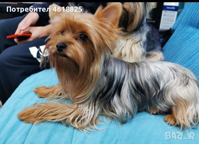 Йоркширски териери , снимка 12 - Йоркширски териер - 53303647