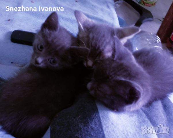 две сиви котенца момичета търсят семейство , снимка 5 - Руска синя котка - 45626946