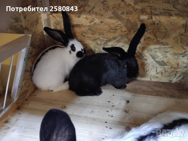 Черно бели на 3 месеца ваксинирани