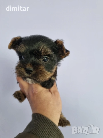 Йоркшир териер мини , снимка 3 - Йоркширски териер - 53580096