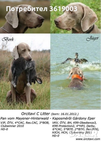 Ваймаранери , снимка 17 - Ваймаранер - 54205376