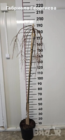 Лиственица , снимка 2 - Градински цветя и растения - 53931289