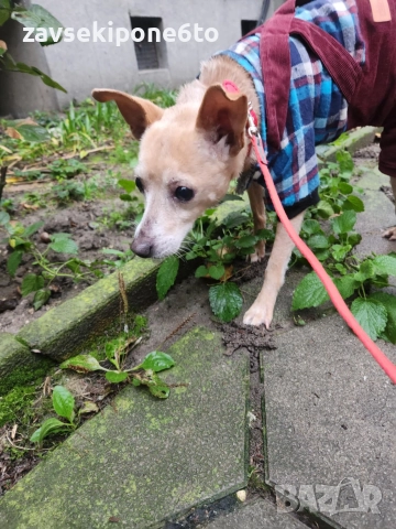 🐾Търся си приятелка 🐾, снимка 2 - Търси партньор - 52339126