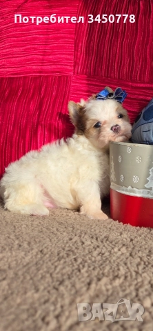 ексклузивен бял йоркшир, снимка 2 - Йоркширски териер - 52910687