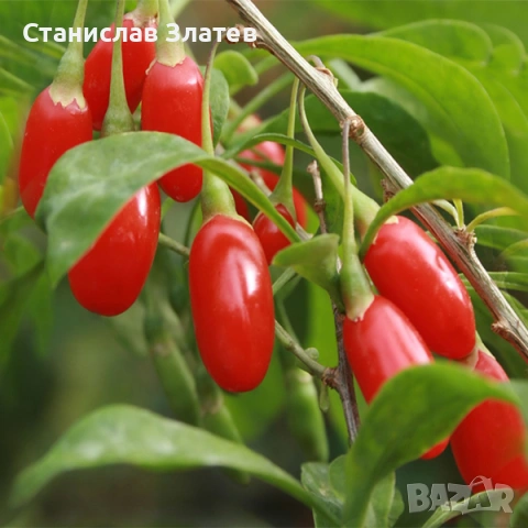 Фиданки годжи бери