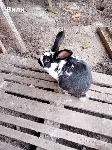 продавам зайци, снимка 3 - Други животни - 53908194
