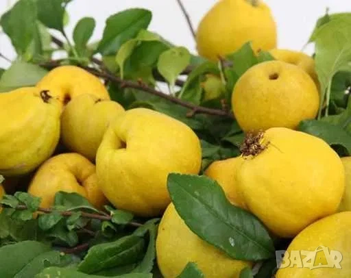 Планински лимон фиданки Chaenomeles, снимка 3 - Градински цветя и растения - 53759673