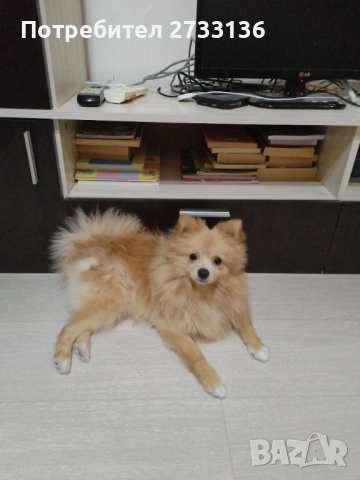 Померан, снимка 1
