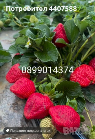 Разсад малини 