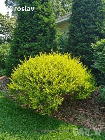 Жълта Бреза Джудже, снимка 7 - Градински цветя и растения - 50109832