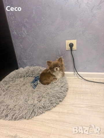 Чихуахуа lilac 