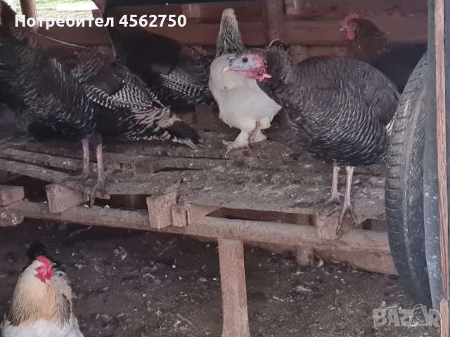 Продавам петли и фиторози за дамазлък 