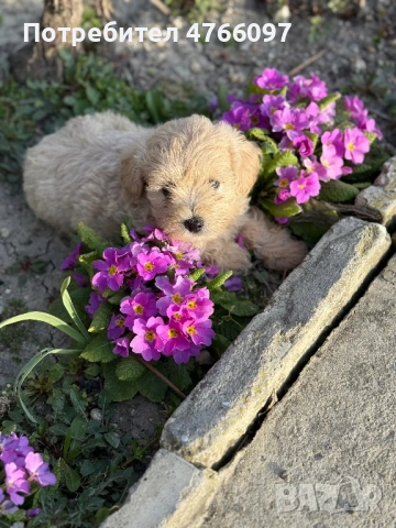 Кученца Малтипу Варна , снимка 7 - Други - 53843843