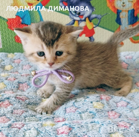 Шотландски златни чинчили. , снимка 11 - Британска късокосместа - 53387343