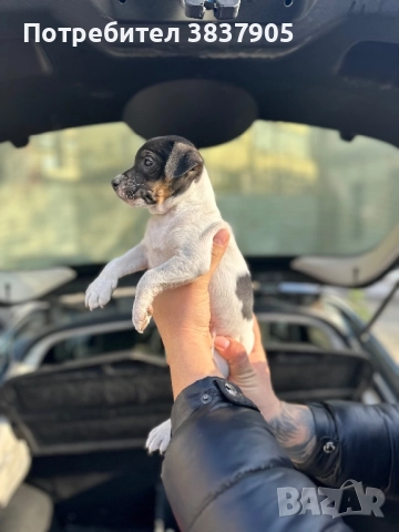 Джак Ръсел териер , снимка 8 - Джак ръсел териер - 52755533