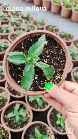 Вероника, Veronica spicata anniversary blue, снимка 7 - Градински цветя и растения - 54092358