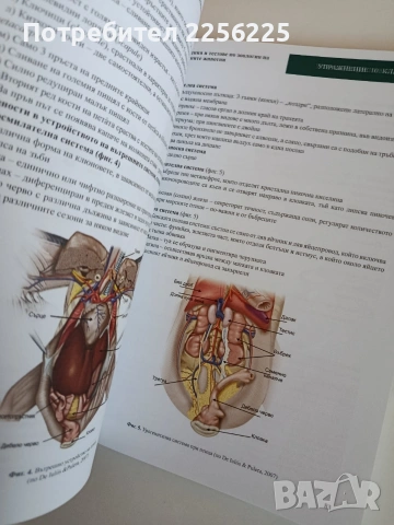 Ръководство за упражнения и тестове по зоология на гръбначните животни, снимка 8 - Специализирана литература - 53862839