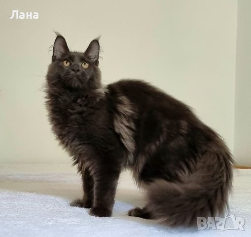 Мейн кун Мейн Куун коте Maine Coon , снимка 1 - Мейн кун - 40421222