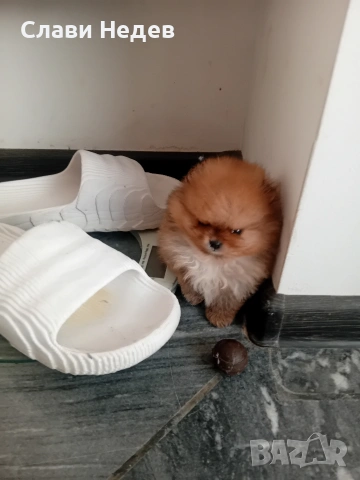 померанче мъжко мини , снимка 5 - Померан - 53081119