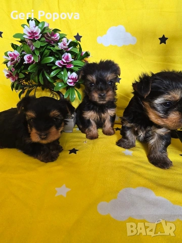 мини йоркширски териер